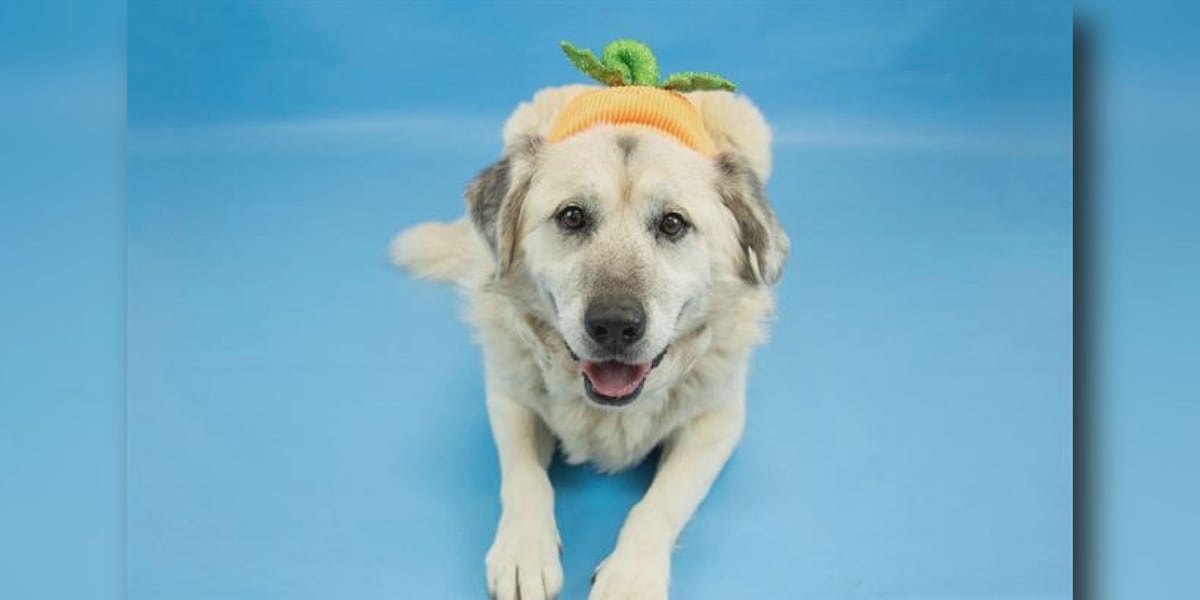 Meet Ivy, a gentle giant looking for a loving fur
