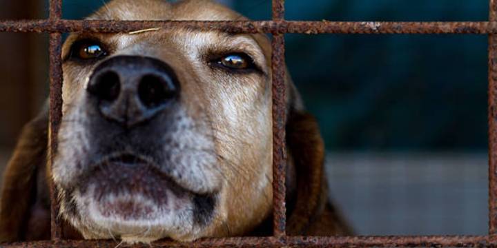 Marcha por los animales este domingo 5 de octubre: horario, ruta y alternativas