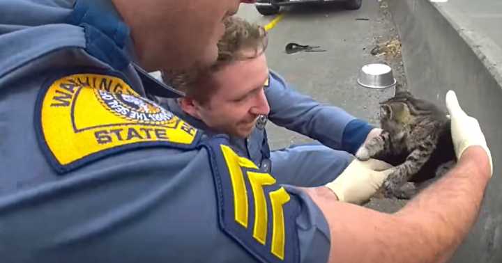 State troopers rescue kitten from I-5 in Pierce County, Washington State Patrol shares video