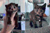 Man Finds 3-Week-Old Kitten on Construction Site, Knows What to Do Next