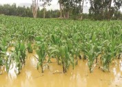 Más de 7 mil hectáreas de cultivos afectadas