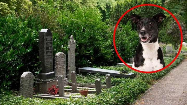 Un hombre obligó a otro a cavar una tumba a punta de pistola por atropellar a su perro