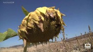 Cuenca está en plena cosecha de girasol
