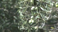 El olivar tradicional del norte de Cáceres está en peligro, según las organizaciones agrarias More