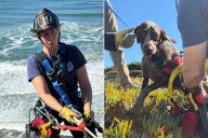 San Francisco Dog Rescued After Spending 20 Minutes Clinging to Side of a Cliff