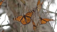 Llegan Mariposas Monarcas a Saltillo; arriban primeros ejemplares a la región