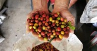 Walmart impulsará la llegada de más café colombiano a Estados Unidos