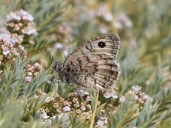 Un 10 % de abejas silvestres y un 15 % de mariposas en Europa, en peligro de extinción
