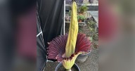 Roseville High's rare corpse flower blooms just in time for Halloween