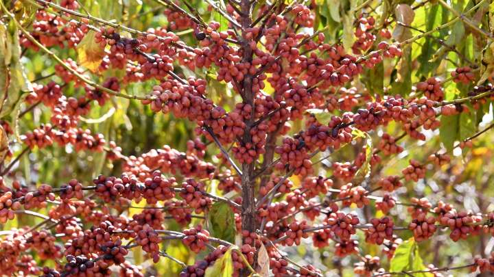 Coffee-driven deforestation is making it harder to grow coffee, watchdog group says