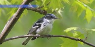 Fall bird migration is in full swing