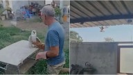 Lambayeque: ciudadano belga rescata y libera a una lechuza campanario herida en Pacora [VIDEO]