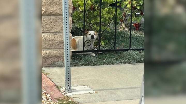 California Stray Expecting Puppies Finds Safety Thanks To Watchful Neighbors