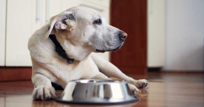 10 Best Senior Dog Food Options To Keep Your Dog Feeling Young