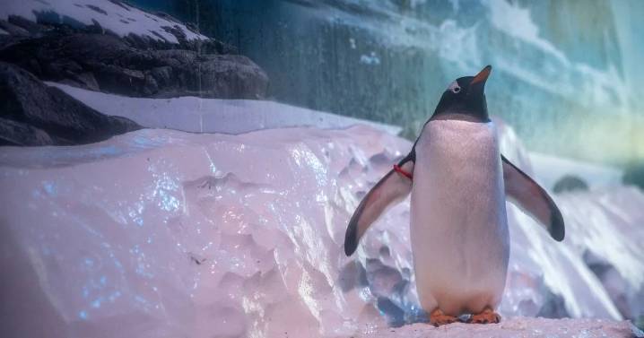 Protesters call for release of penguins ‘trapped in basement’ of London aquarium