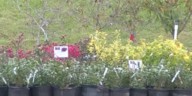 Take this plant protection advice as first frost in the Ozarks nears