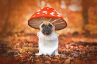 Bewitching Halloween Dog Costumes That Unleash The Season's Spooky Spirit