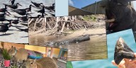 Animals on the Suncoast