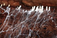 Cómo el micelio diseña el futuro de la sustentabilidad