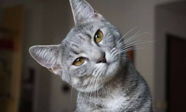 Jornadas de esterilización de gatos impulsan en Los Teques