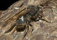 Preocupación en Galicia ante la tercera muerte por ataque de avispas asiáticas en dos semanas
