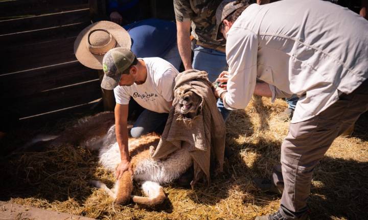 Impulsan inédito proyecto de repoblamiento del guanaco en la cordillera central de Chile