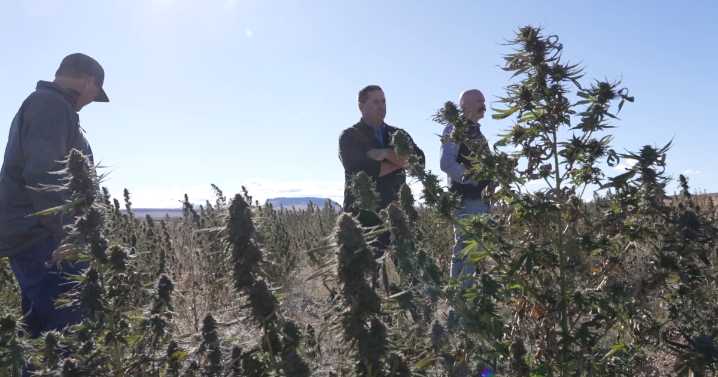 Montana hemp industry faces uncertainty as legislation threatens ag sector