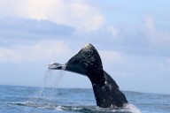 Watch: Oregon family gets close-up whale encounter off Depoe Bay coast