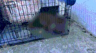 Dogs die after Florida man moves homes, leaves pets behind in summer heat: deputies