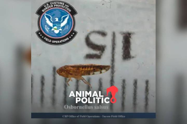 Osbornellus salsus: la nueva plaga detectada por EU en la frontera con México