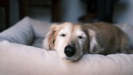 Que significa que tu perro llore mientras duerme, según los especialistas
