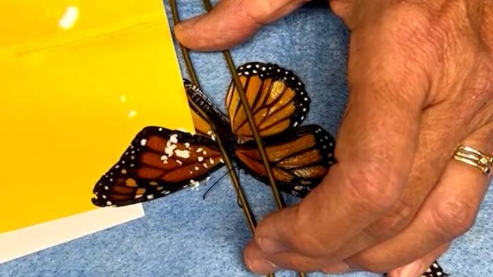 Con goma de pegar y maicena: así hicieron un trasplante de ala a una mariposa monarca que volvió a volar