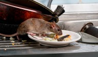 Las ratas se multiplican en las ciudades: basura, calor y urbanización descontrolada alimentan la plaga