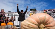 California engineer wins pumpkin contest with massive 2,346