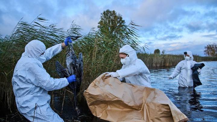 Bird flu hits migrating cranes hard in Germany as the virus flares up