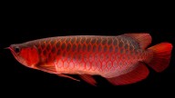 Costing over a whopping 3 crores, the most expensive aquarium fish is…