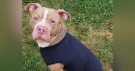 Pet of the Week: Meet Barnaby