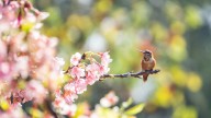 Want More Hummingbirds Next Summer? Plant These Two Perennials Together In October