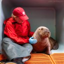 Alaska SeaLife Center walrus patient featured on PBS
