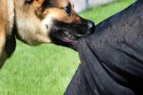 5 dog bite cases reported in Surankote