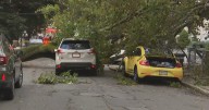 Massive tree falls on two cars in Somerville, driver taken to hospital