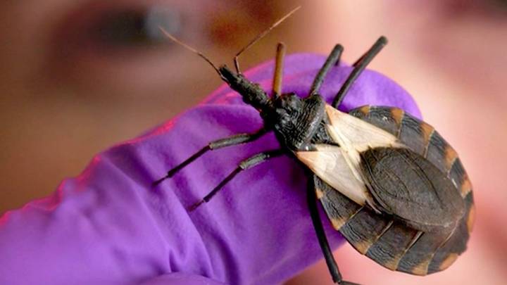 Chagas researchers argue U.S. health officials should upgrade the disease’s classification