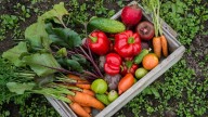 Temporada de abundancia en tu huerta: esto es todo lo que podés sembrar en el mes de octubre
