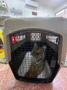Resguarda Tlajomulco a cría de tigre asegurada por PROFEPA