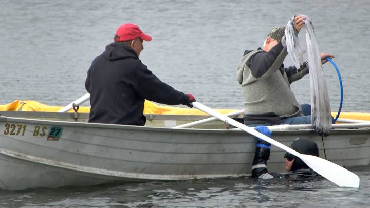 Whitefish Area Property Owners Association Works to Remove Starry Stonewort