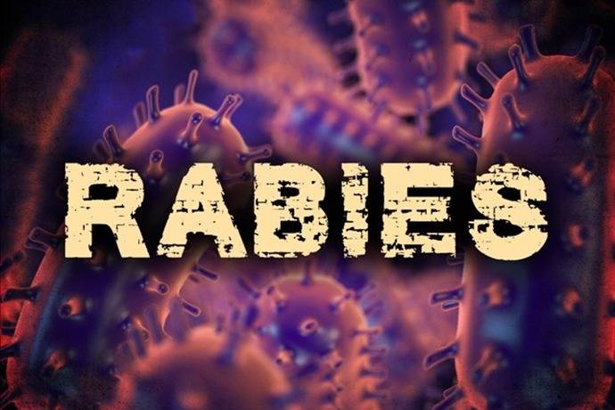 Bat tests positive for rabies in Marshall
