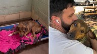 Alabama Dog Faces Heartbreak As Family Returns Her To Shelter Just Days After Adoption