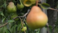 Las exportaciones de frutas crecieron 18% en los primeros 8 meses del año