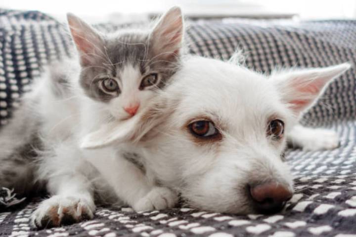 Aniversario. Por qué se celebra hoy el Día Mundial de los Animales