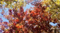 Iowa fall colors: When to expect the best foliage this month